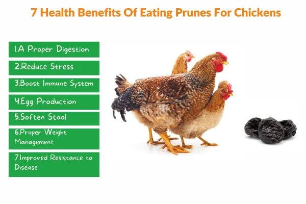 7 Health Benefits Of Eating Prunes For Chickens