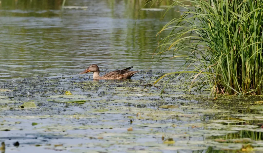 Aquatic Plant