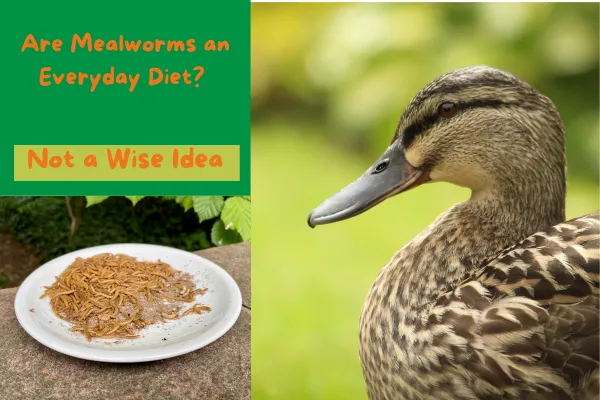 Are Mealworms an Everyday Diet 1