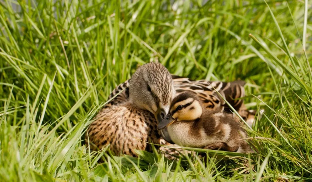 Baby Duck in winter