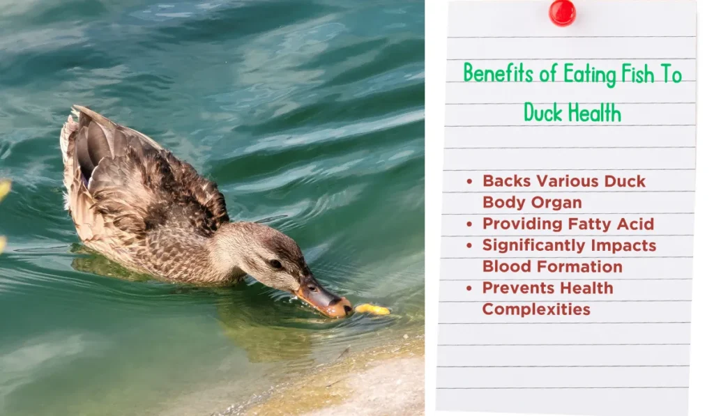 Benefits of Eating Fish To Duck Health