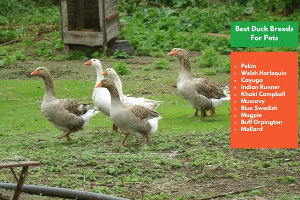 Best Duck Breeds For Pets