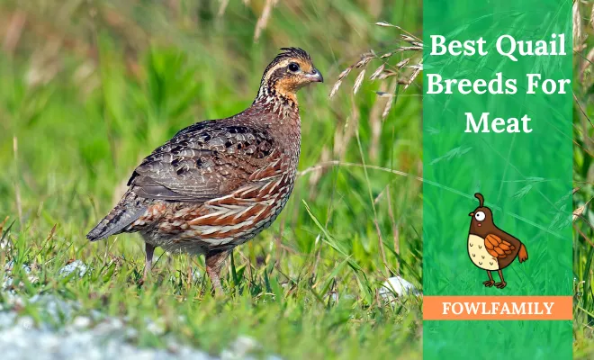 All About Raising 5 Best Quail Breeds For Meat!