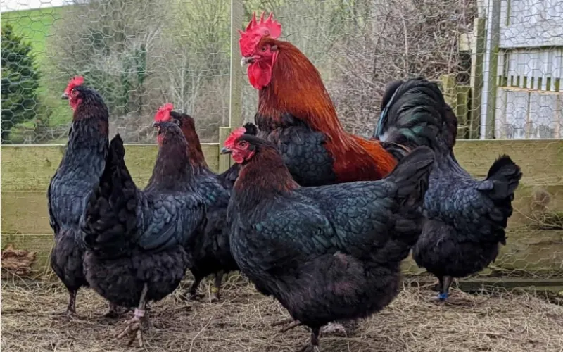 Black Copper Maran Chicken Breed