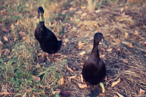 Black East Indian Ducks