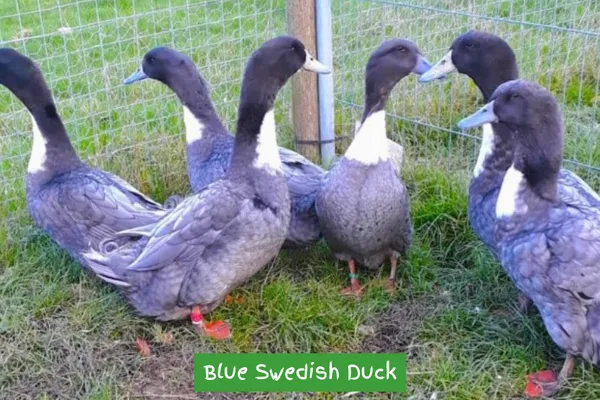 Blue Swedish Duck