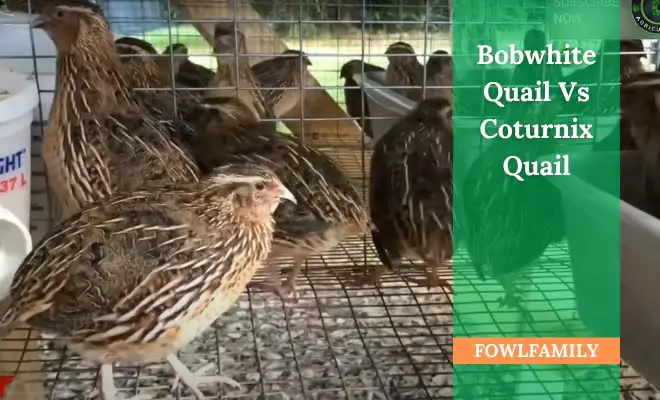Bobwhite Quail Vs Coturnix Quail – A Comparison Between These Breeds!