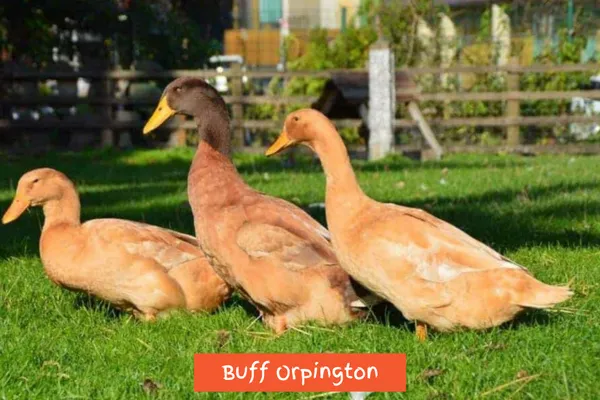 Buff Orpington