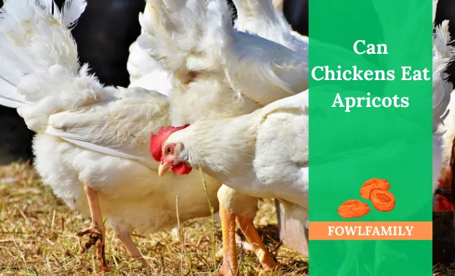 Can Chickens Eat Apricots? 3 Risk Factors You Should Keep In Mind!