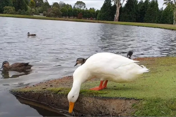 Call Ducks