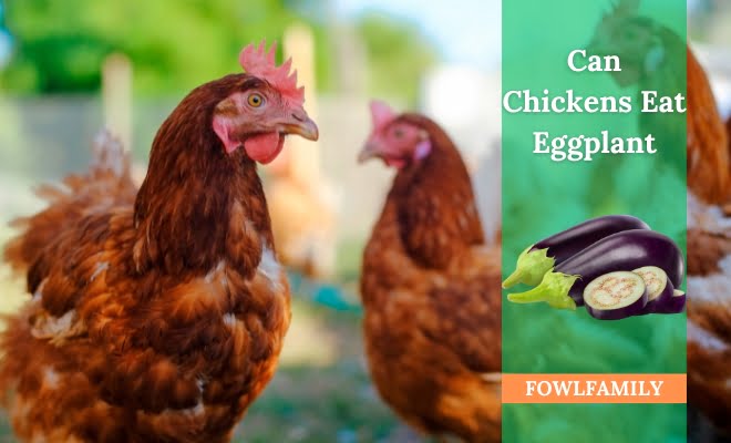 Can Chickens Eat Eggplant? Keep Toxin Alert In Mind!