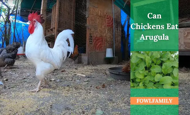 Can Chickens Eat Arugula? Yes, It’s a Nutritious Green For Poultries!