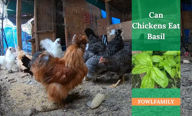 Can Chickens Eat Basil