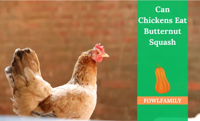 Can Chickens Eat Butternut Squash? Yes, It’s Safe And Secure!