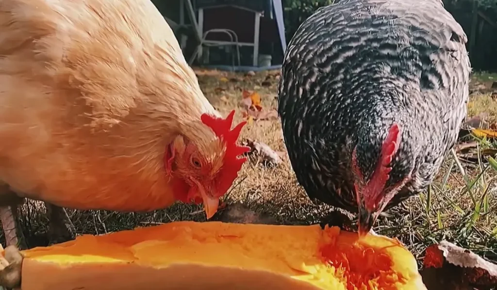 Can Chickens Eat Butternut Squash
