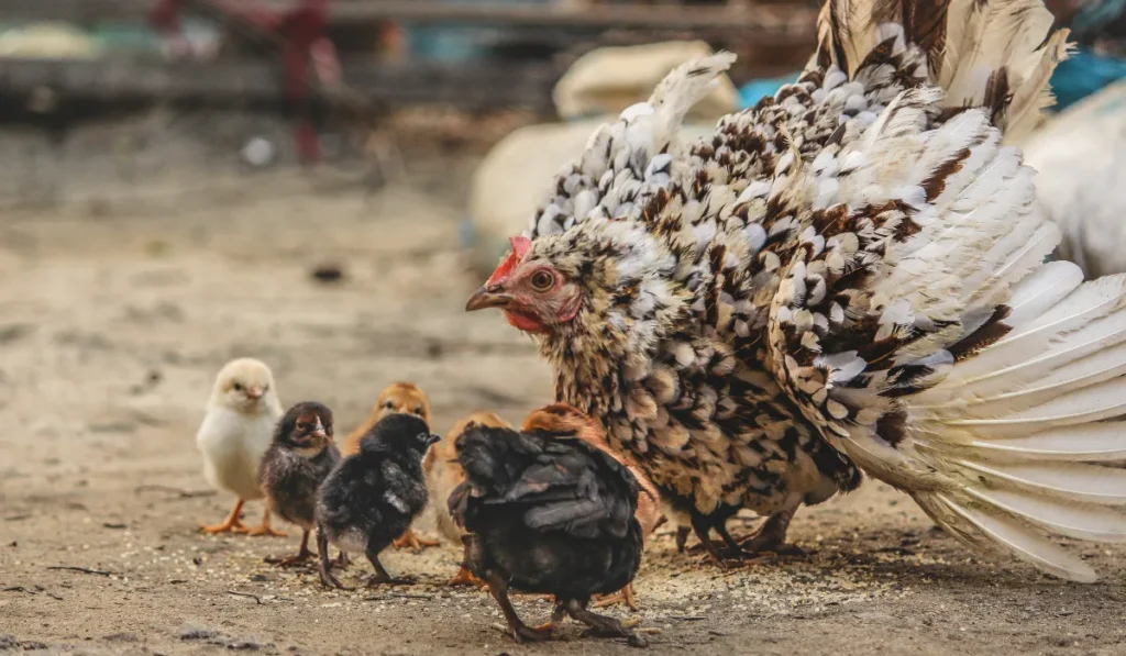 Chickens Eat Chia Seeds