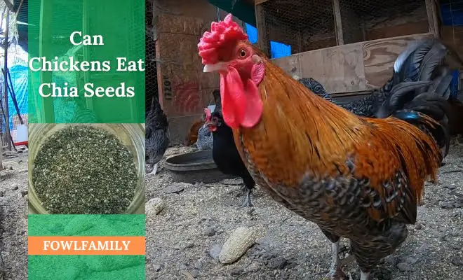 Can Chickens Eat Chia Seeds? Yes, It’s Perfect With Moderation!