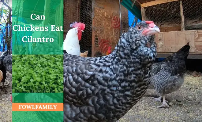 Can Chickens Eat Cilantro? 7 Health Benefits You Must Know!