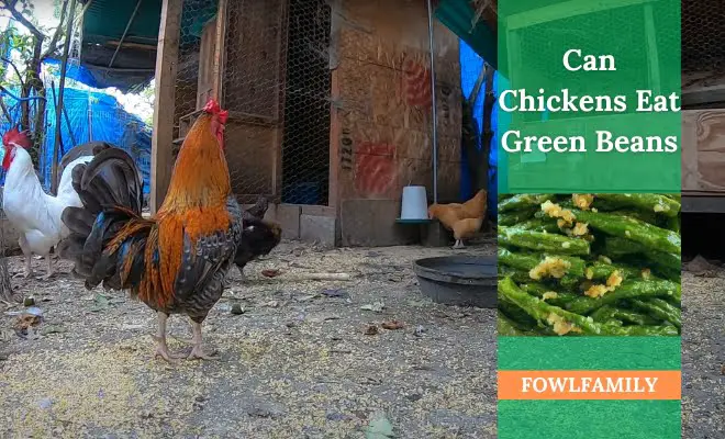 Can Chickens Eat Green Beans? 7 Benefits of Feeding!