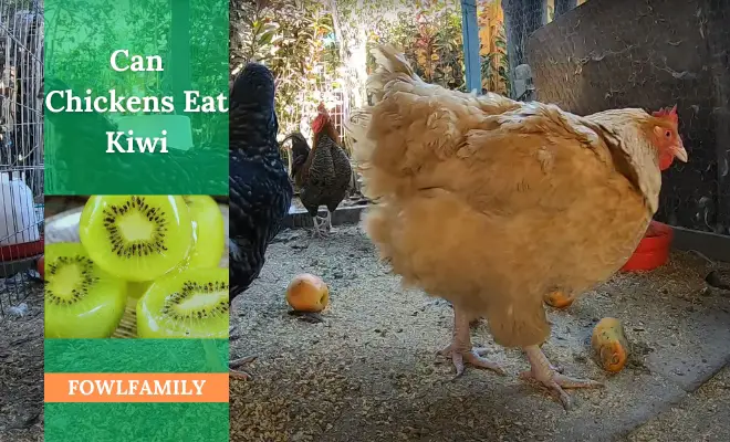 Can Chickens Eat Kiwi? Yes, All Kiwi Parts Are Safe!