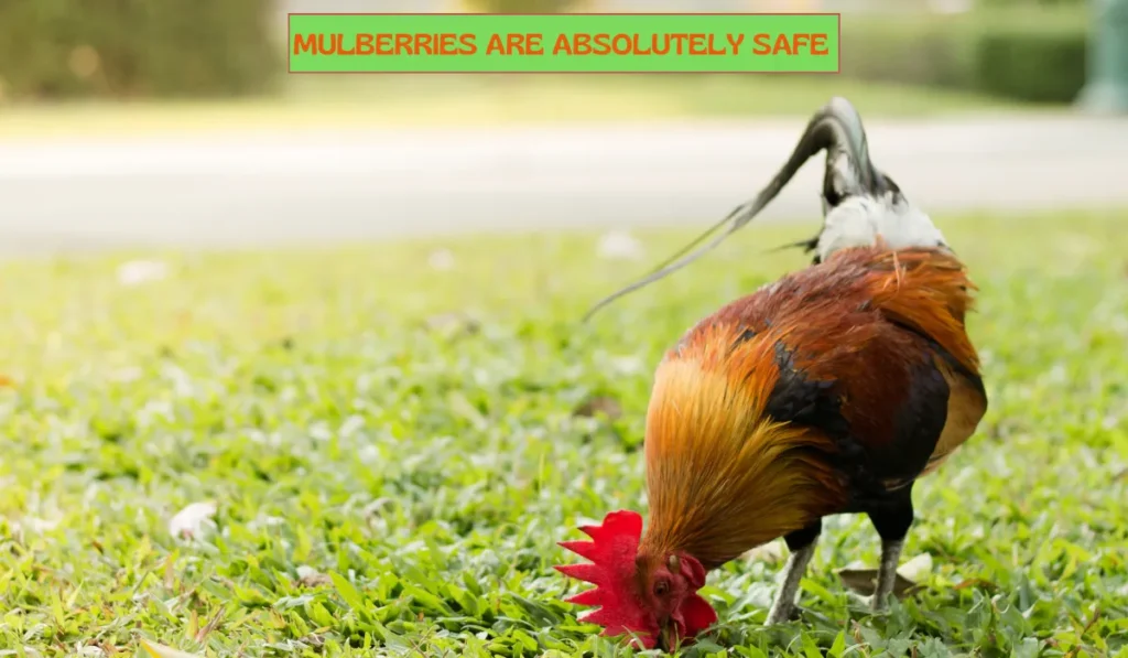 Chickens Eat Mulberries