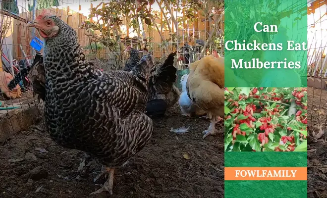 Can Chickens Eat Mulberries