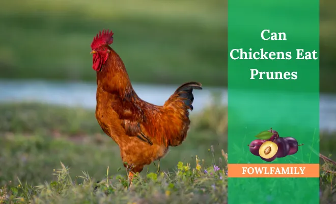 Can Chickens Eat Prunes? Sure, Without The Pits!