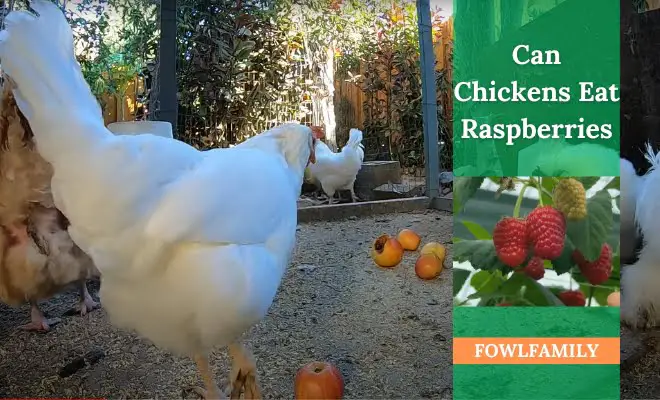 Can Chickens Eat Raspberries? 7 Amazing Health Benefits!