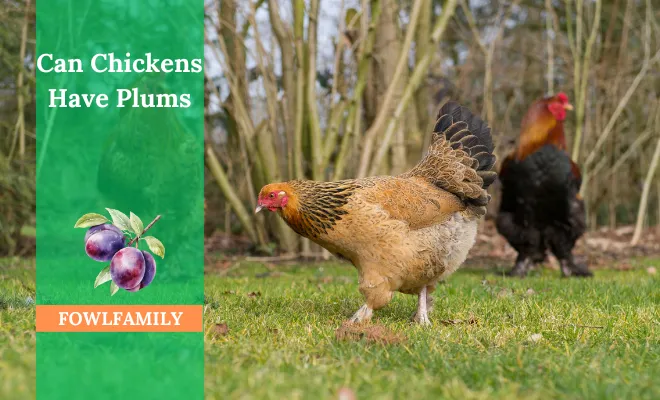 Can Chickens Have Plums? Yes, But Without Seeds And Pits!