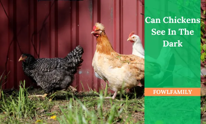 Can Chickens See In The Dark? No, They Have Poor Night Vision!