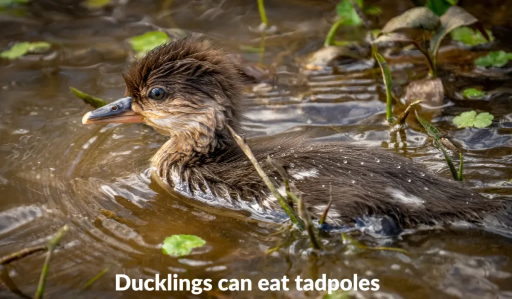 ducklings can eat tadpoles