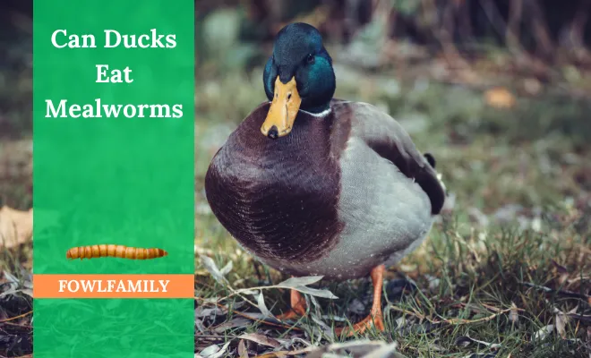 Can Ducks Eat Mealworms? 3 Reasons Why They’re Superfood!
