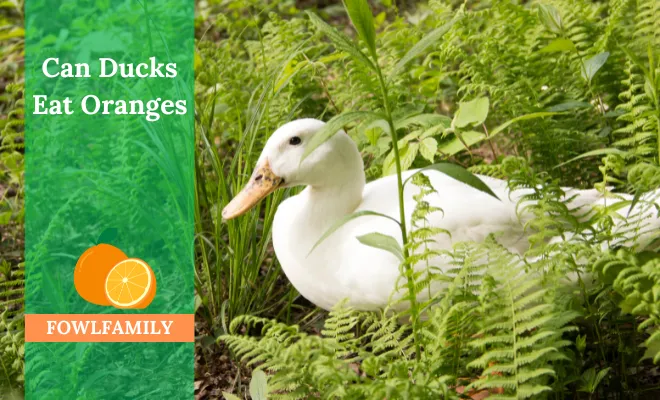 Can Ducks Eat Oranges? Is It Too Risky for Ducks?