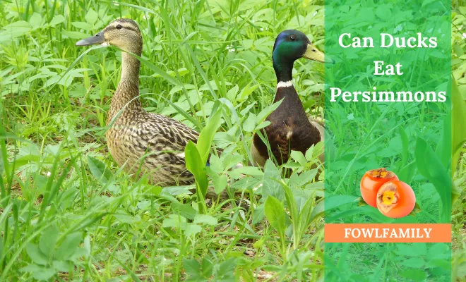Can Ducks Eat Persimmons? Yes!! Help to Keep Ducks Hydrated 