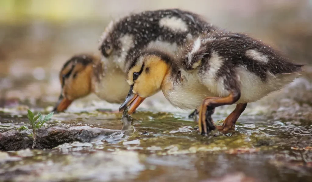 can ducklings eat fish