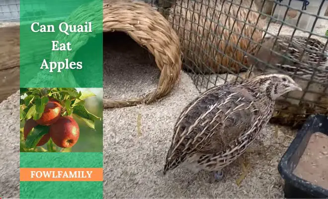 Can Quail Eat Apples? Yes, But Offer In Moderation!