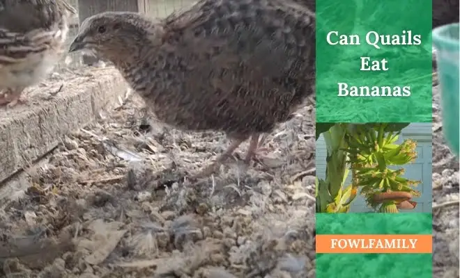 Can Quails Eat Bananas? Yes, But Only A Small Quantity!