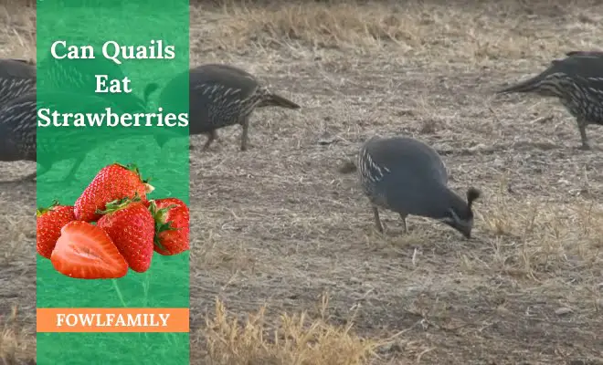 Can Quails Eat Strawberries? Yes, Safe With Moderation!
