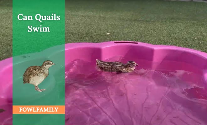 Can Quails Swim? No! Their Feet And Wings Allow Walking More Than Swimming!