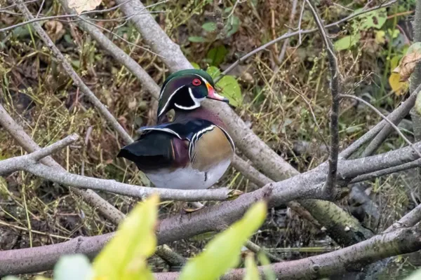 Carolina Wood Duck