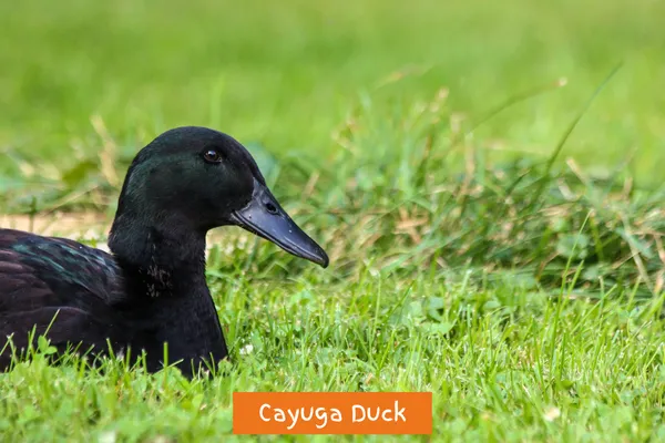 Cayuga Duck