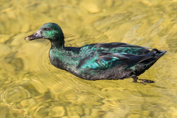 Cayuga Duck