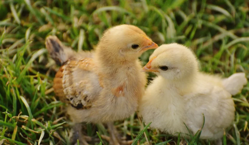 chick can eat chia seeds