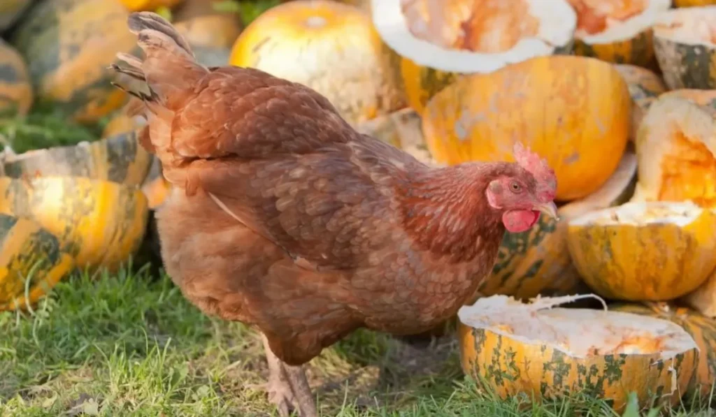 chickens eat Pumpkin
