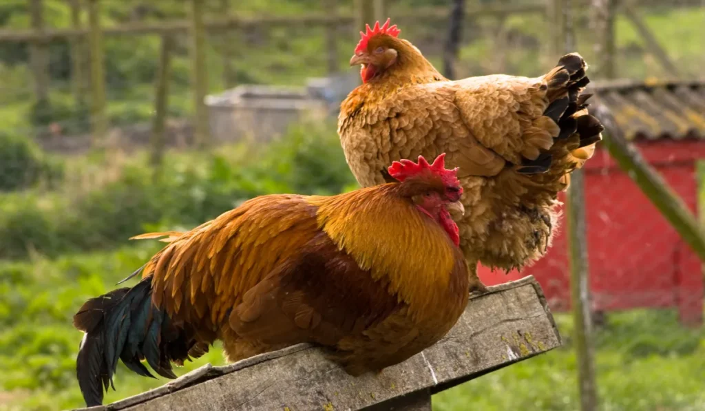Chickens Perch