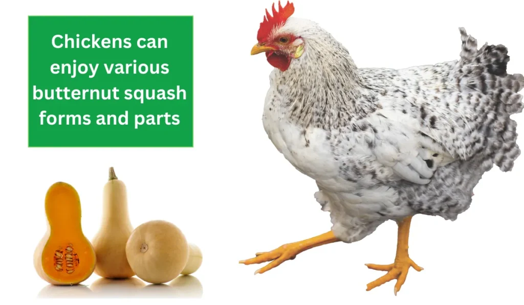 Chickens can enjoy various butternut squash