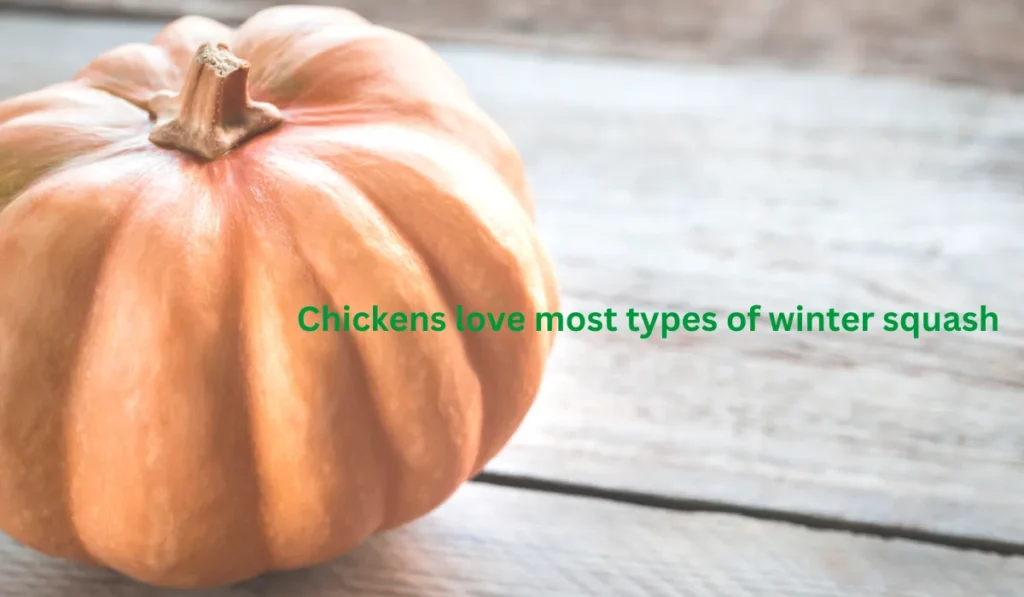 Chickens love winter squash