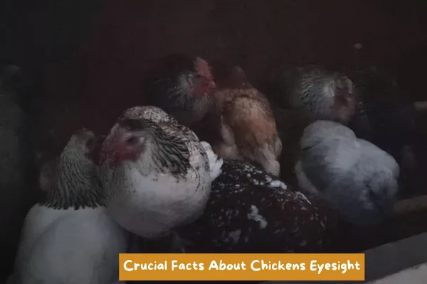 Crucial Facts About Chickens Eyesight