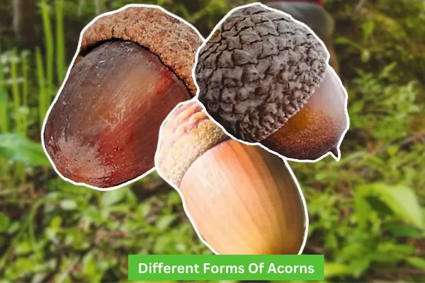 Different Forms And Parts Of Acorns