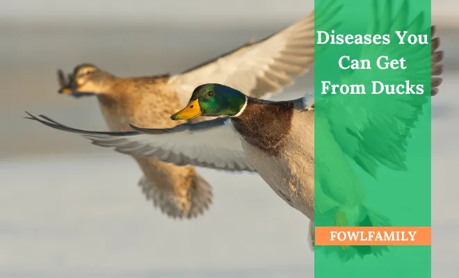 10 Diseases You Can Get From Ducks